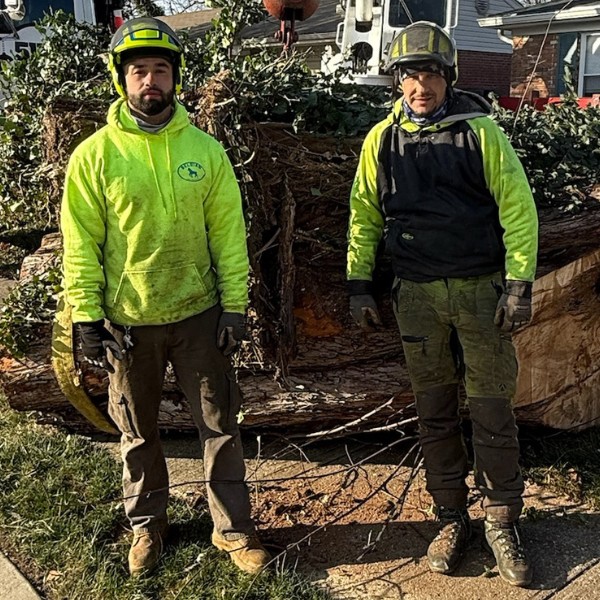 Website-arborist-section-two-guys-logs Website-arborist-section-two-guys-logs