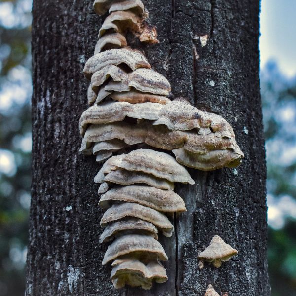 Website-arborist-services-section-mushroom-bark Cluster of mushrooms growing on the side of a tree trunk.