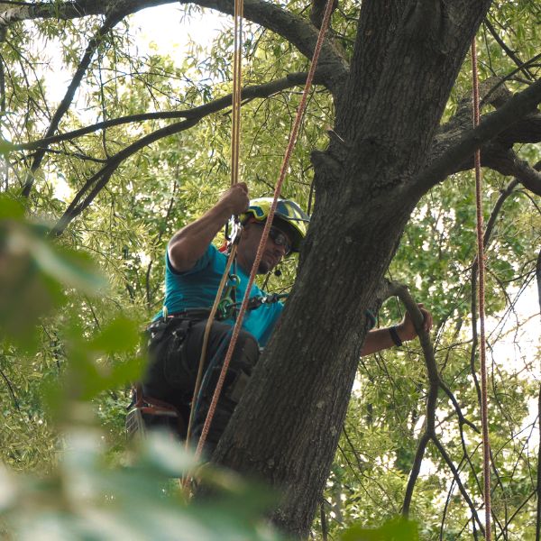 Certified Arborist at Belgian Tree Service harnessed in and climbing a tree for removal.