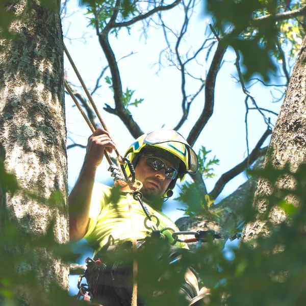 Website-pruning-section-belgian-arborist-harnessed-tree Harnessed arborist wearing full safety gear peeking through the thick green canopy of a tree while working.