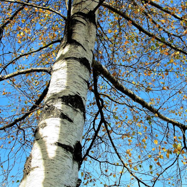 Website-pruning-section-belgian-river-birch Upward view of a river birch tree in early fall, showing yellowing leaves and a thinning canopy against the sky.