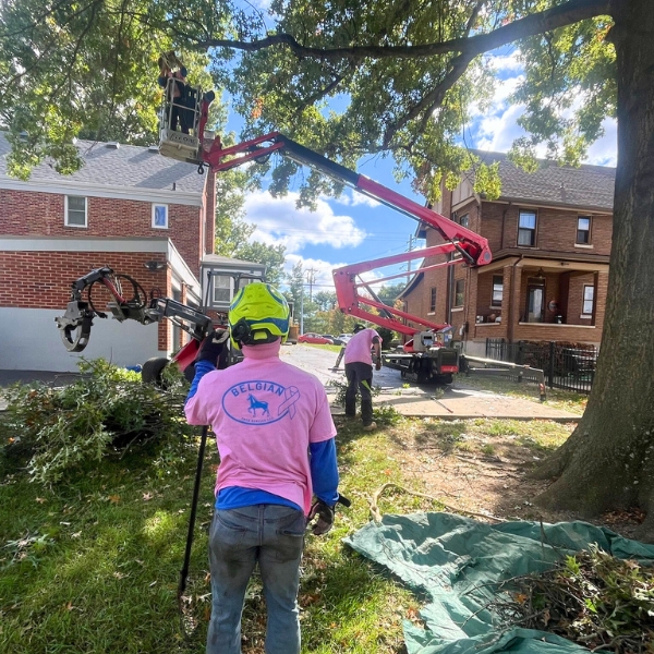 Website-pruning-section-crew-tree-lift (1) Website-pruning-section-crew-tree-lift (1)