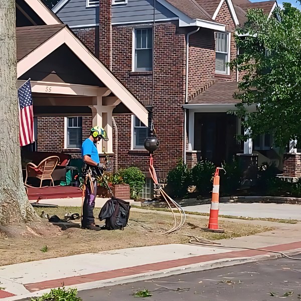 Website-pruning-section-guy-harnessed-steelball Website-pruning-section-guy-harnessed-steelball
