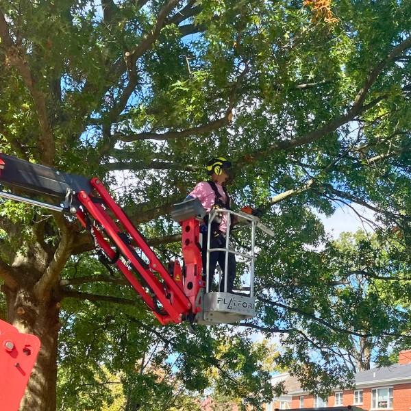Website-pruning-section-guy-spiderlift-chainsaw Website-pruning-section-guy-spiderlift-chainsaw