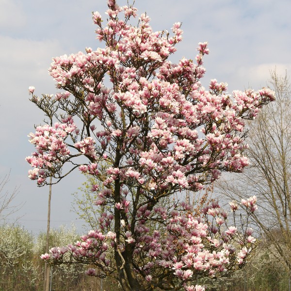 Website-pruning-section-magnolia-tree-spring Website-pruning-section-magnolia-tree-spring