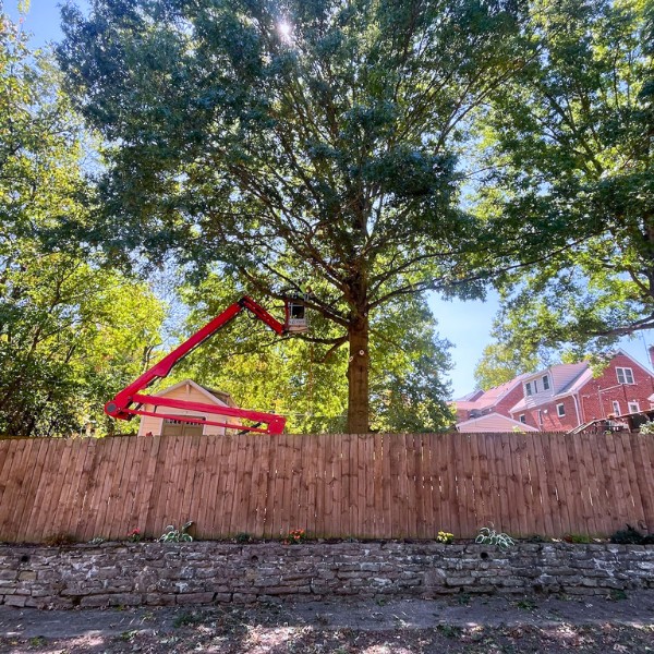 Website-pruning-section-wall-tree-lift Website-pruning-section-wall-tree-lift