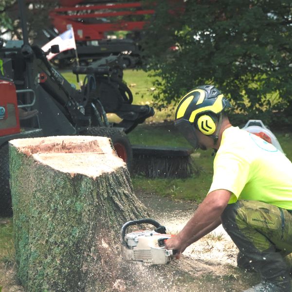 Website-removal-section-arborist-chainsaw-tree Website-removal-section-arborist-chainsaw-tree