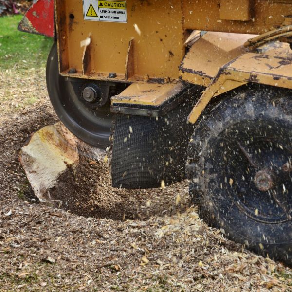 Website-removal-section-stump-grinder Side view of a stump grinder in action, with wood chips flying in all directions as it grinds through a tree stump.