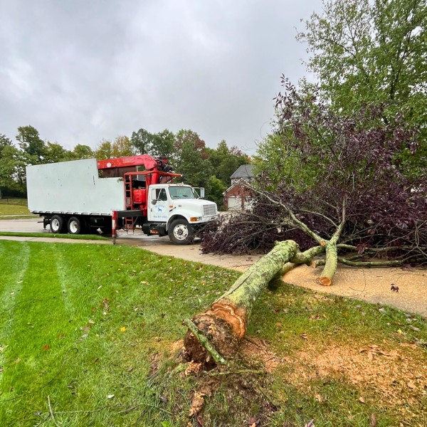 Website-storm-section-fallentree-trucks-yard Website-storm-section-fallentree-trucks-yard