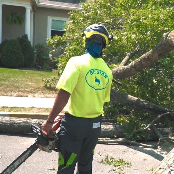 Website-storm-section-guy-chainsaw-fallentree Website-storm-section-guy-chainsaw-fallentree