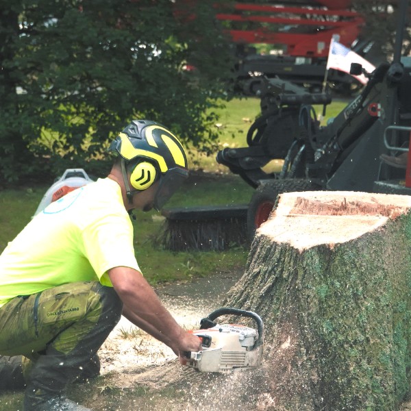 Website-stump-section-guy-removal-stump