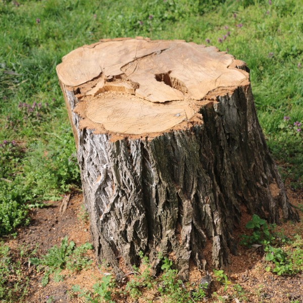 Website-stump-section-yard-grass-stump