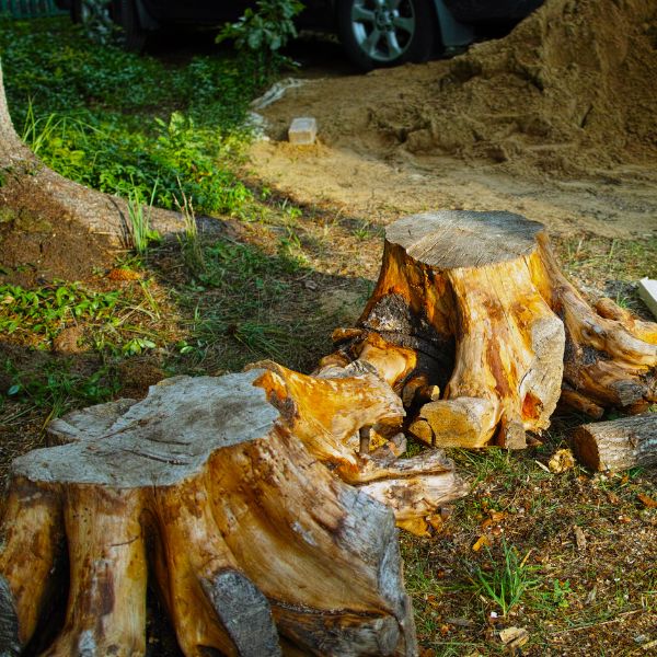 2 large stumps sitting in a yard that were just removed from the ground.